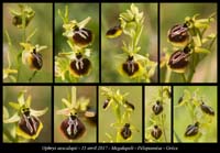 Ophrys-aesculapii
